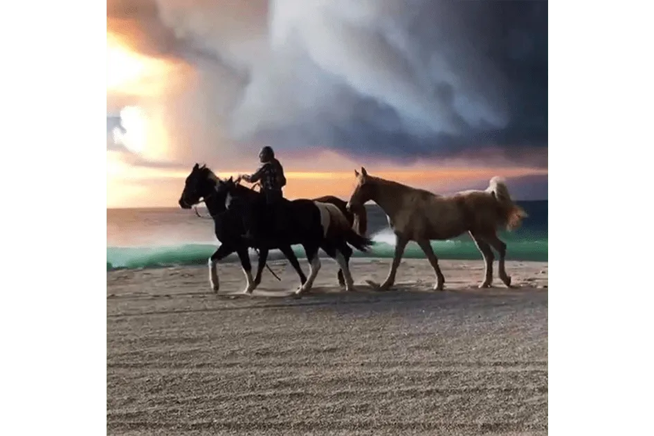 Horses on the beach at sunset