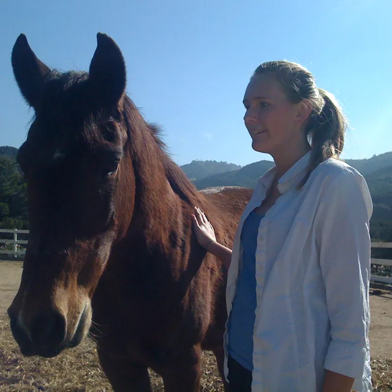 A dark horse with a person at the fence