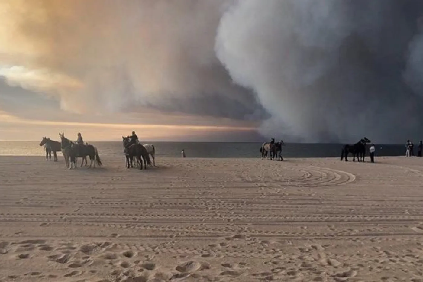 Horses walking on Zuma Beach