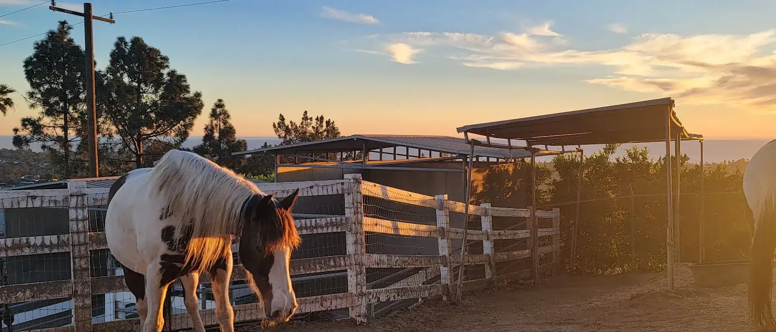 A paint horse at the ranch gate at sunset
