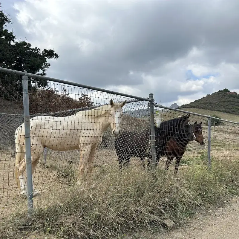 Horses along the fence