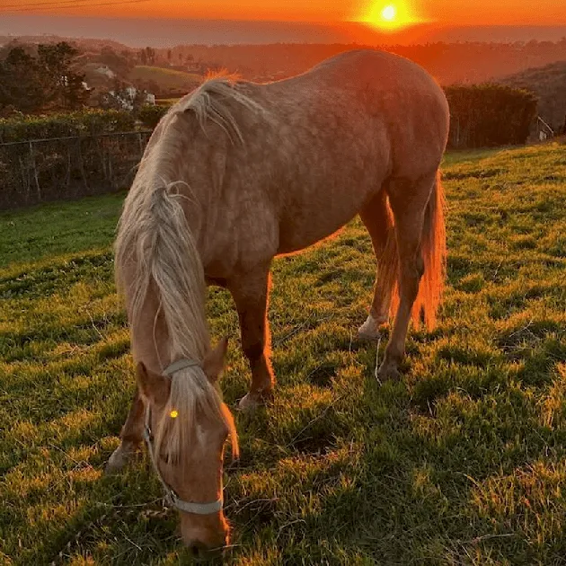 A horse grazing in golden light