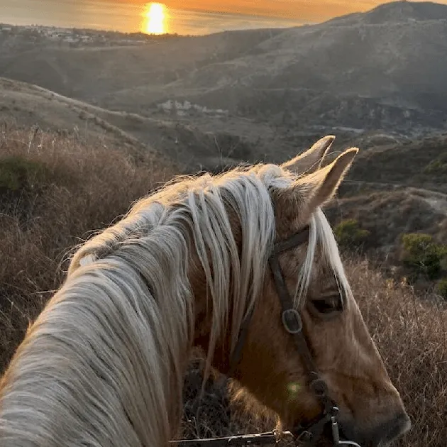 A palomino up close with the sunset behind