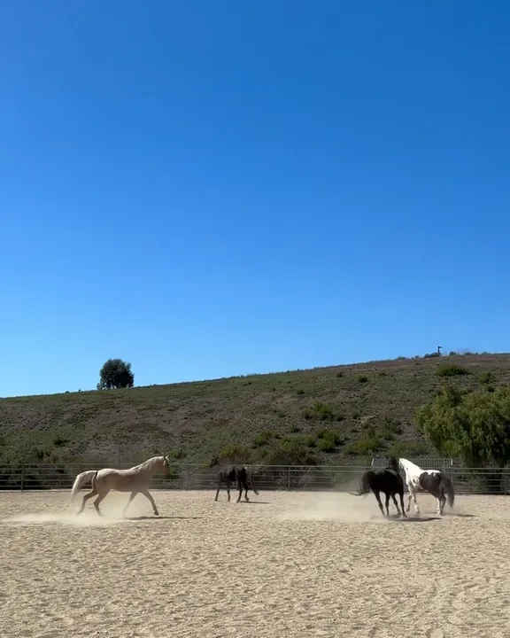 Horses running loose in the arena
