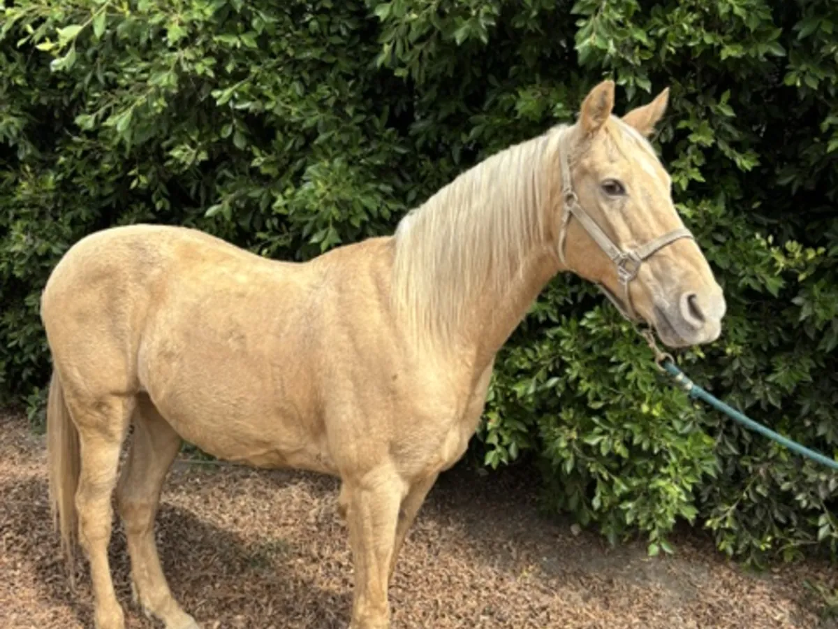 Duke, a champagne palomino Tennessee Walker gelding