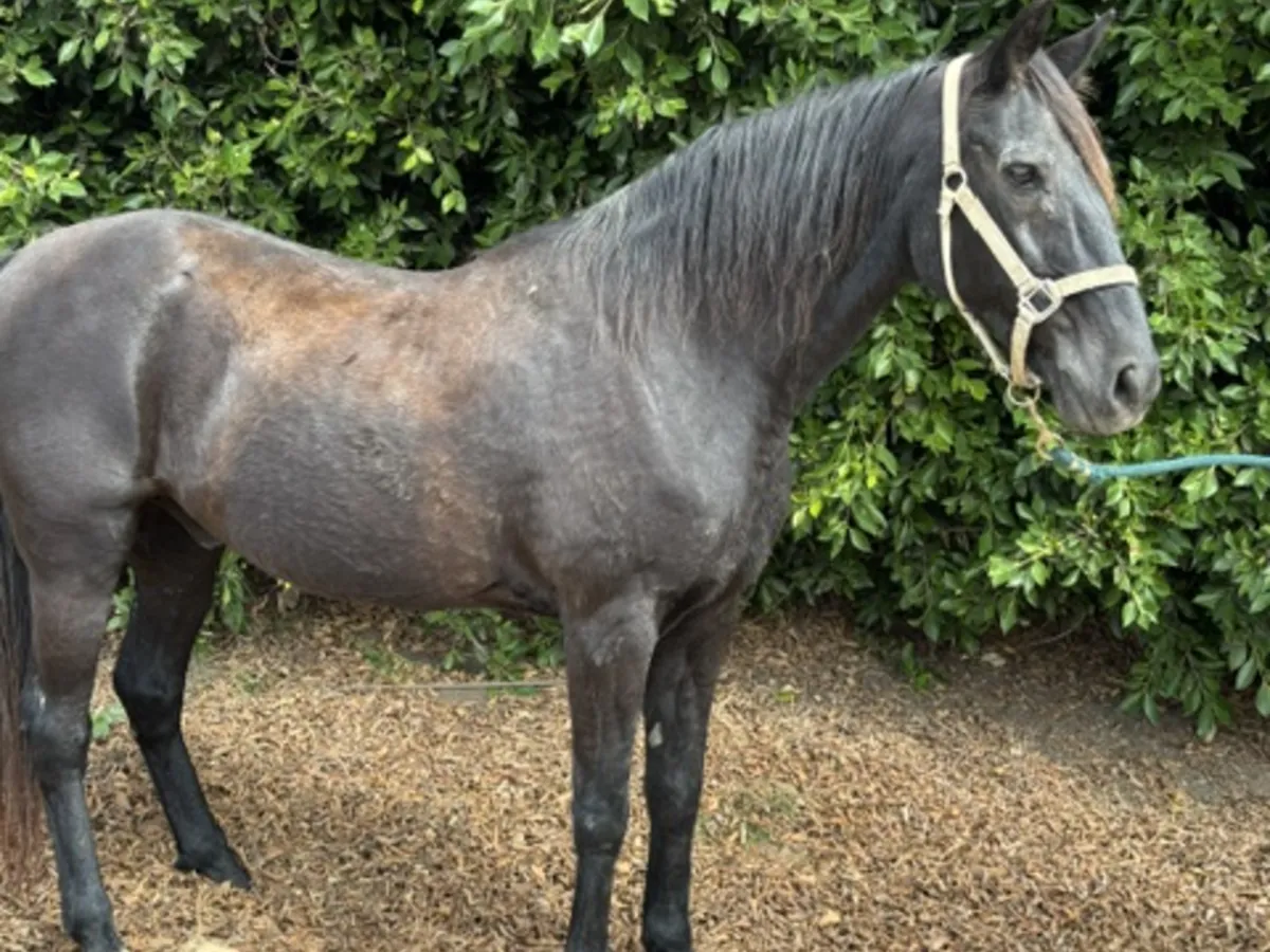 Midnight, a black Missouri Fox Trotter gelding