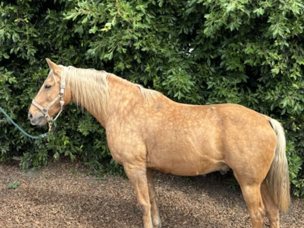 Sundance, a palomino Missouri Fox Trotter gelding