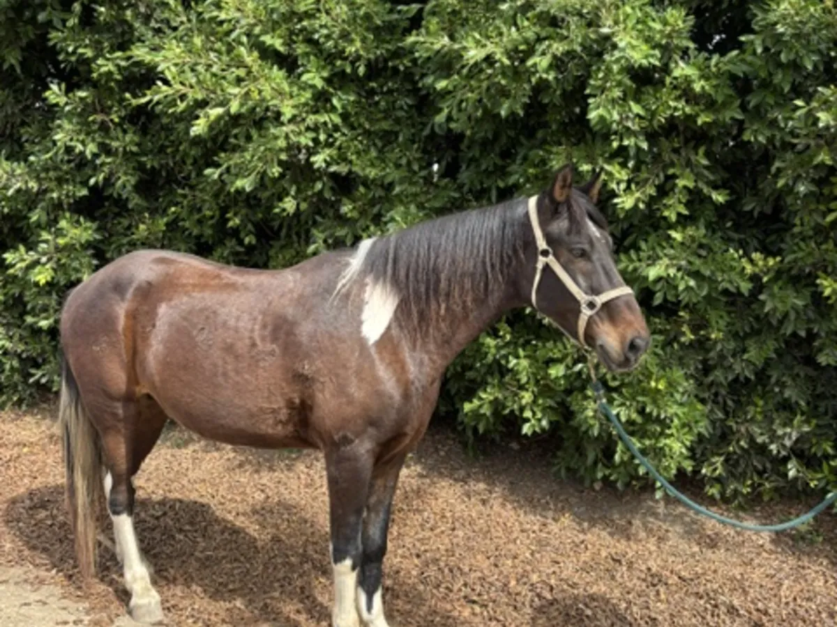 Traveler, a tricolor bay Missouri Fox Trotter gelding
