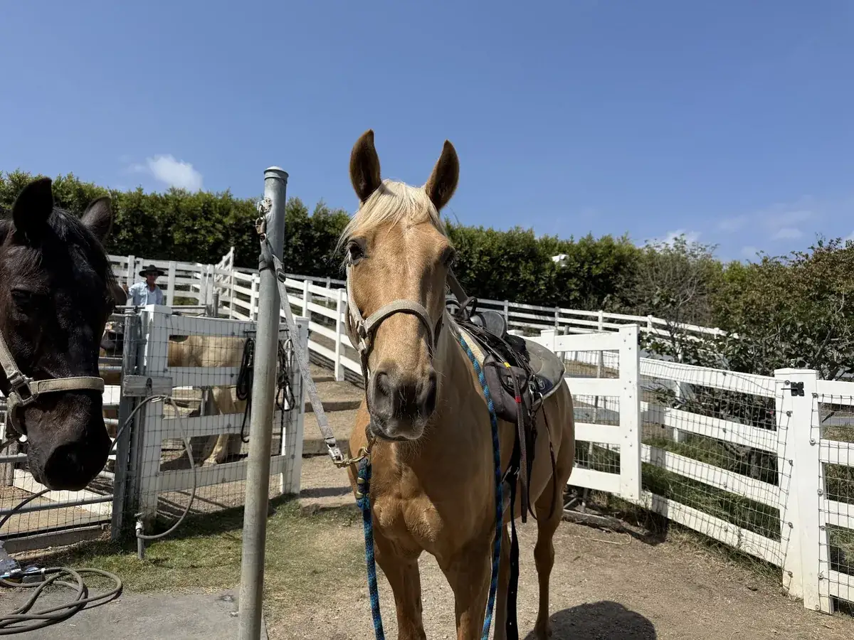 A palomino at the white fence at the ranch
