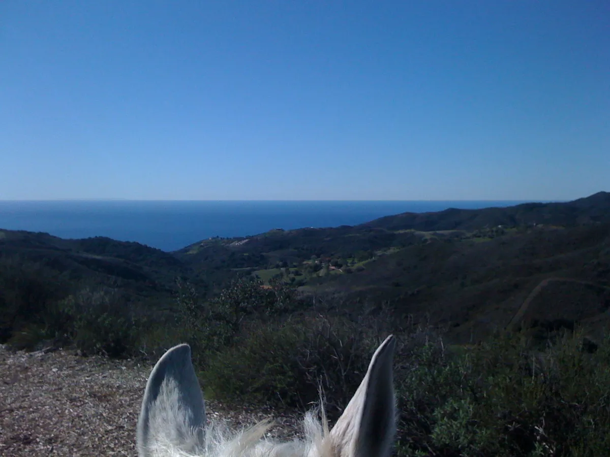 The ocean ahead between the horse's ears