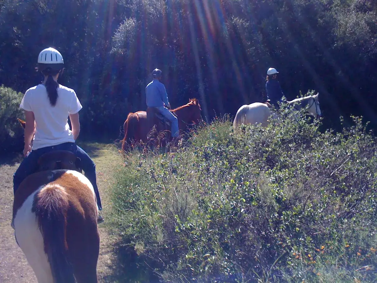 Riders on the trail in morning light