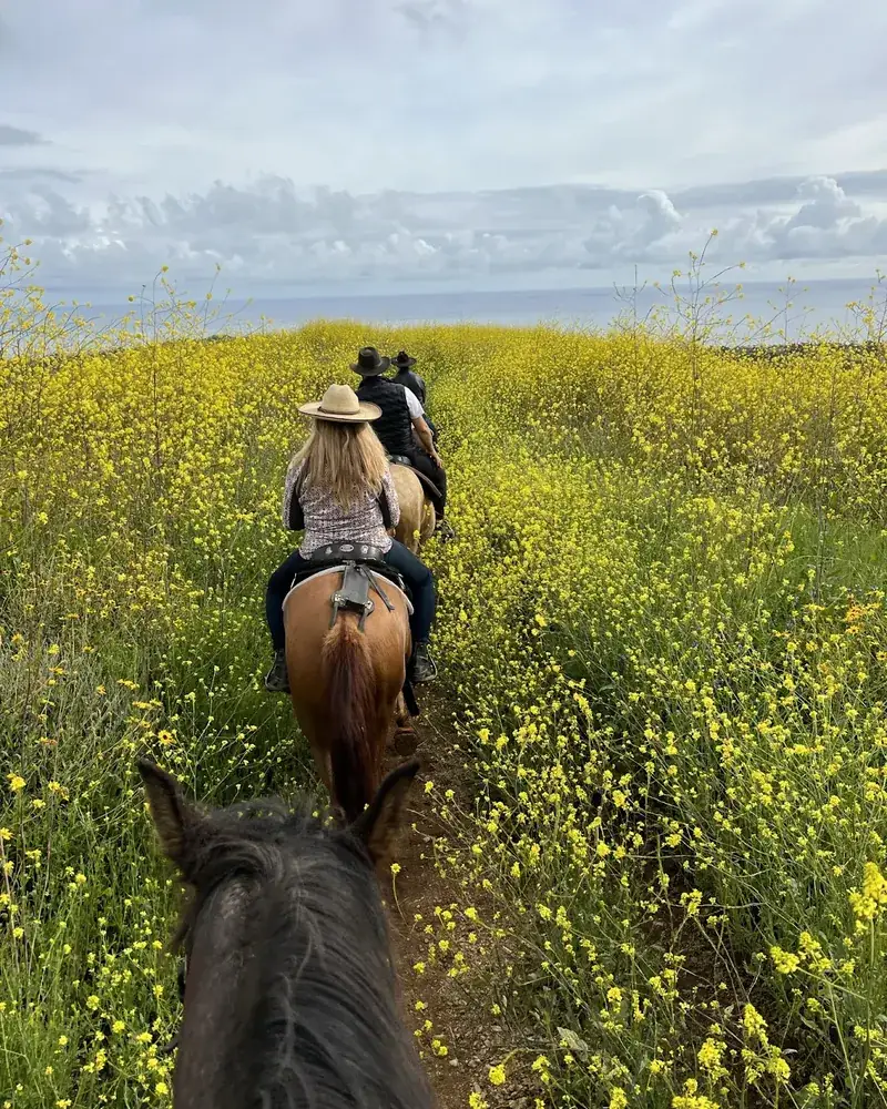 The wildflower trail between the horse's ears